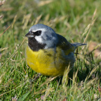 White-bridled Finch